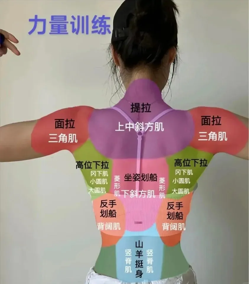 肌肉图解背部女