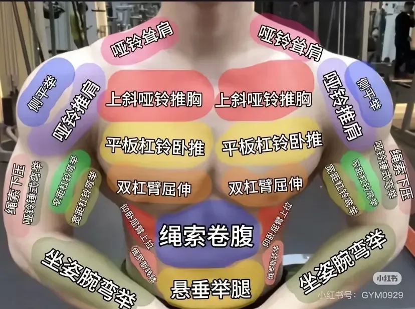 肌肉图解上身