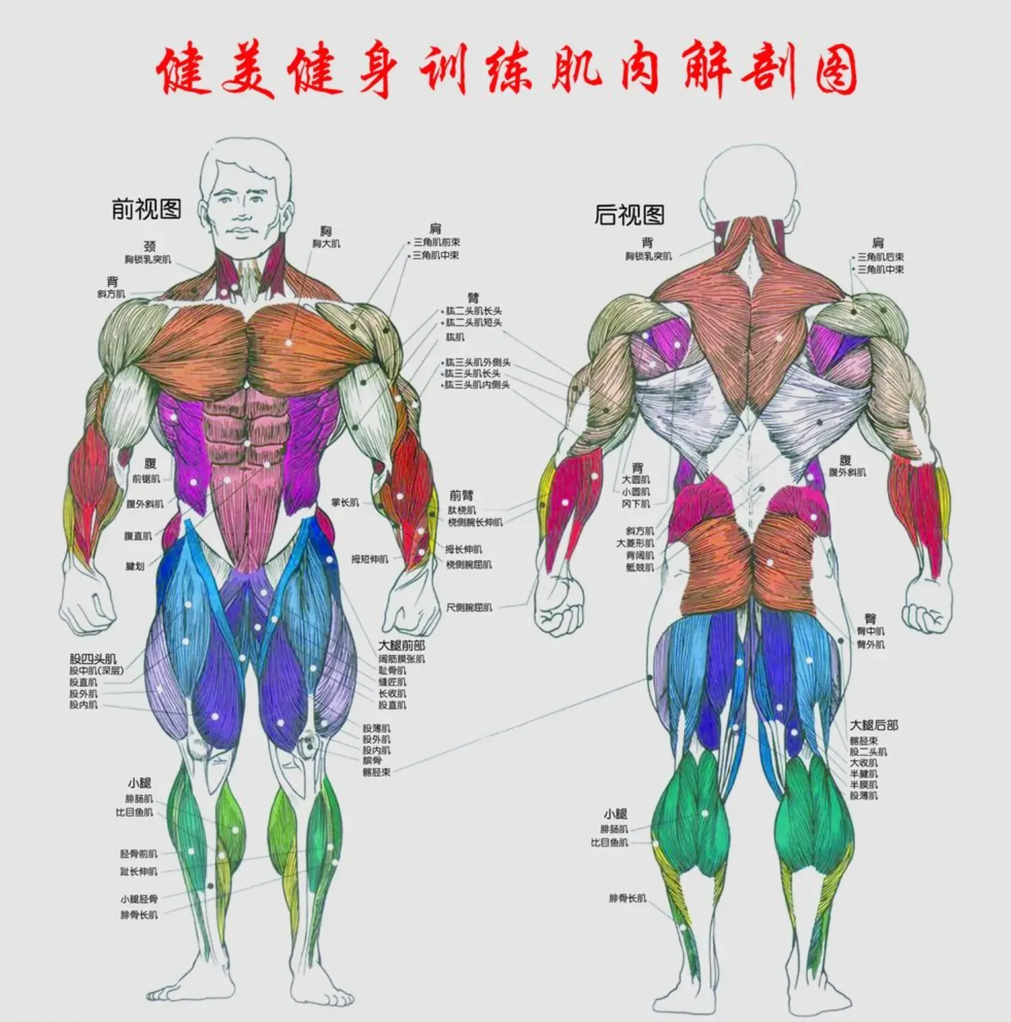 肌肉解剖图